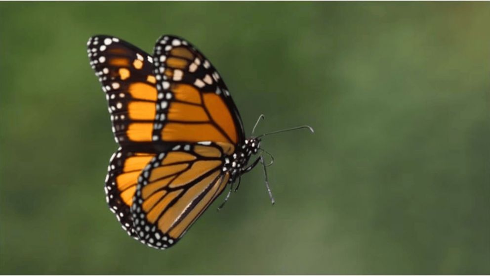 Un joven de 14 años falleció tras inyectarse "jugo de mariposa" en una de sus piernas (Imagen ilustrativa/Freepik).