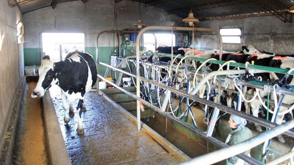 ¡Felíz Día a todos los tamberos! (Imagen ilustrativa).