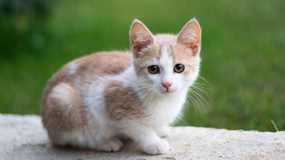El gato es una de las mascotas más predilectas (Imagen ilustrativa).