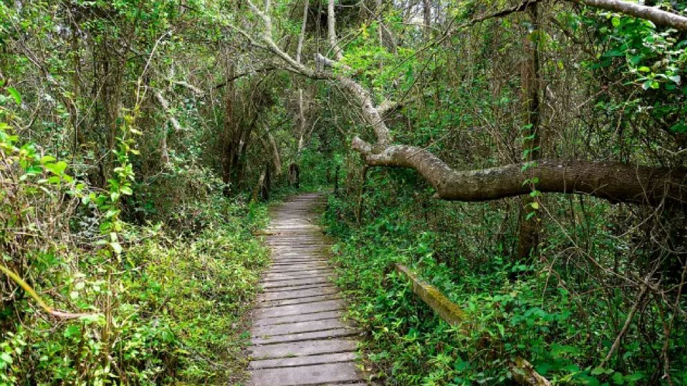 Ni playa ni sierras: 5 bosques encantadores cerca de CABA para disfrutar de la naturaleza en familia