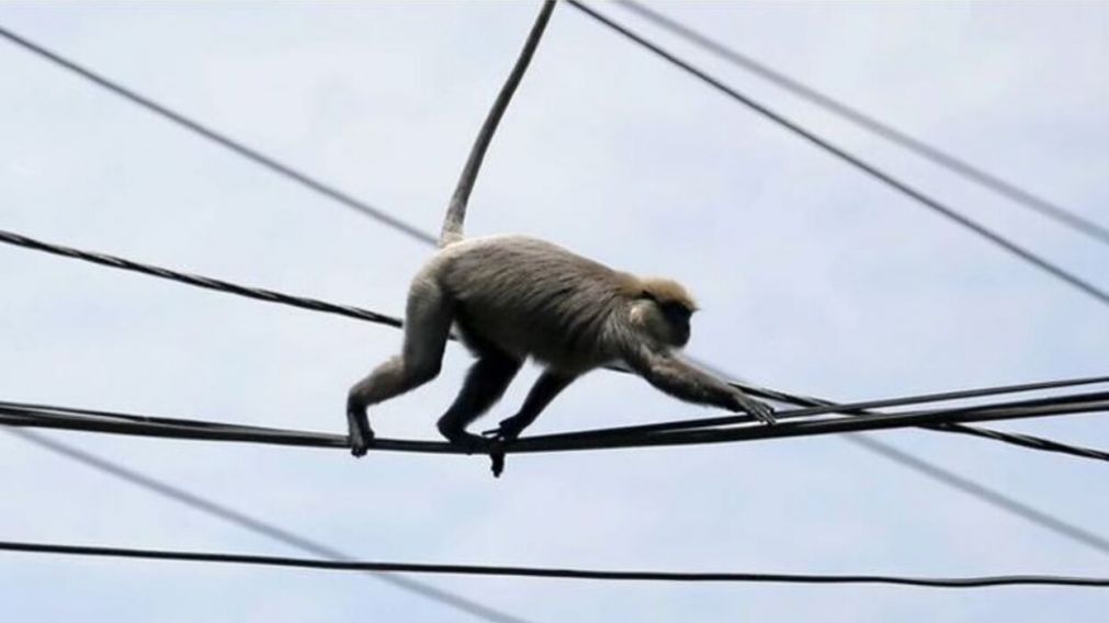 El mono estaba caminando por los cables y se cay� sobre un transformador (Imagen ilustrativa).