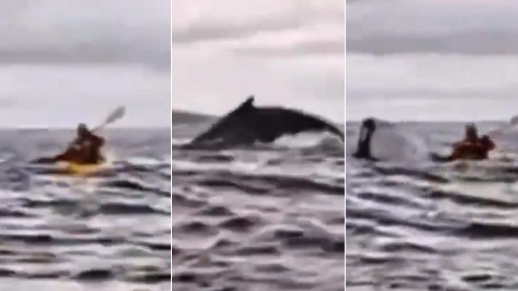 La secuencia muestra el ataque de la ballena al kayakista.