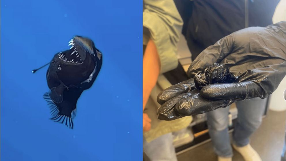 La criatura fue avistada hace pocos d�as en el mar, pero luego muri�: ahora se conoci� la primera imagen e impact� por su tama�o.