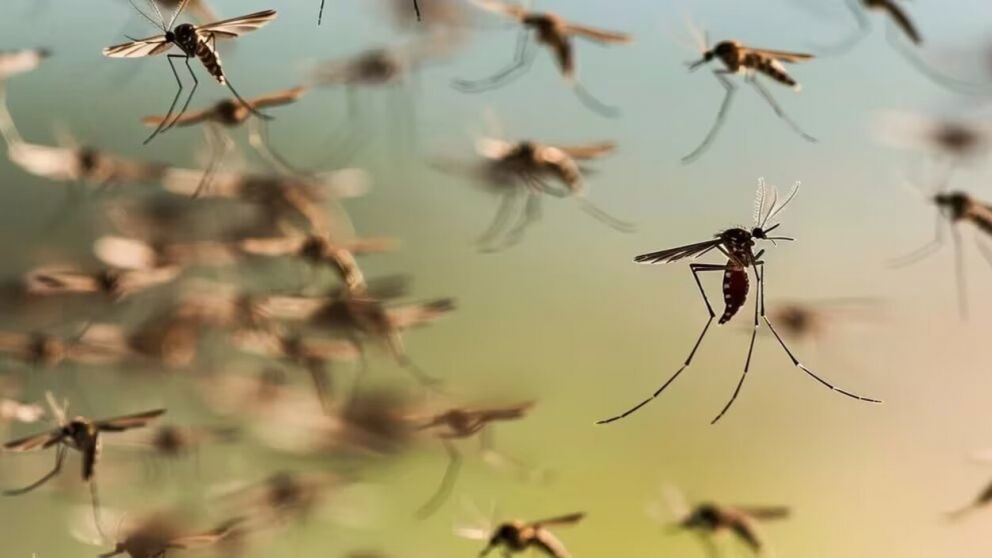 La Inteligencia artificial explicó por qué hay menos mosquitos en el AMBA (Imagen ilustrativa).