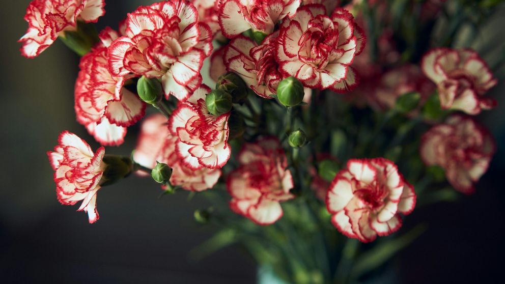 Existe un truco simple para mantener las flores frescas por más tiempo (Imagen ilustrativa).