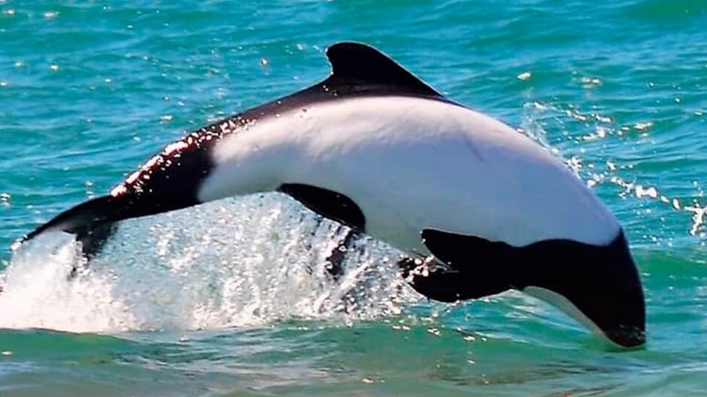 Las imágenes de los delfines panda capturadas por un fotógrafo dieron la vuelta al mundo