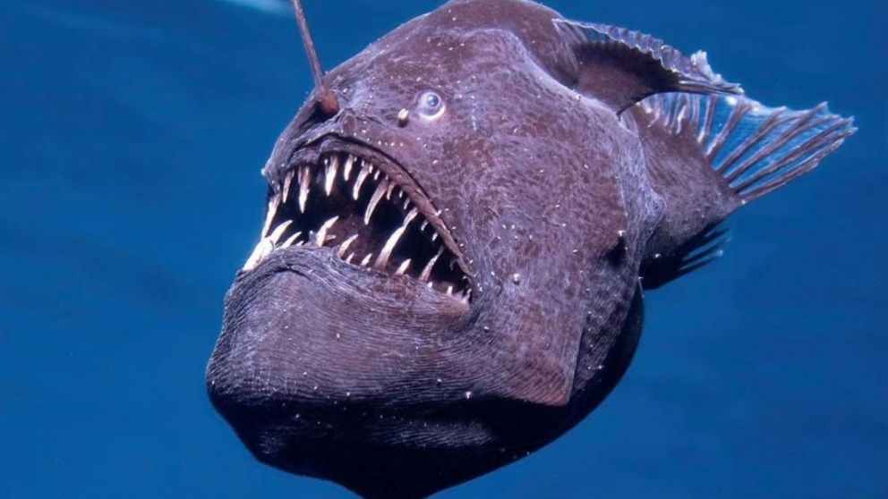 El hecho de que el avistamiento ocurriera durante el d�a a�ade a�n m�s valor al hallazgo, ya que estos peces no est�n adaptados a la luz solar.