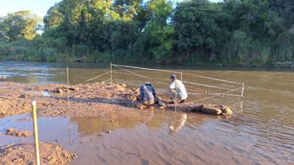 El hallazgo de los restos del gliptodonte se produjo en el río Ctalamochita (Cultura de Córdoba).