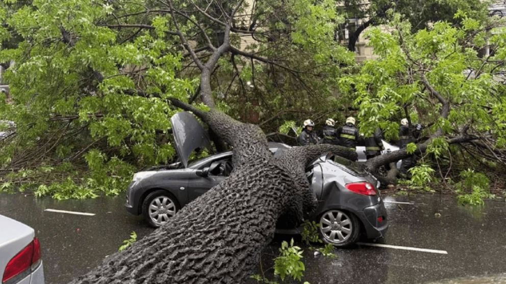 ¡VIDEO! Por la intensa lluvia, árbol cayó sobre autos e hirió a cuatro personas
