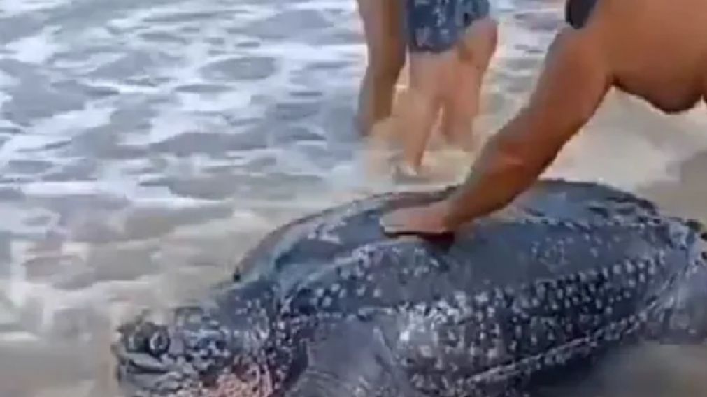 Un grupo de curiosos se aceró a la tortuga para tocarla y sacarse fotos.