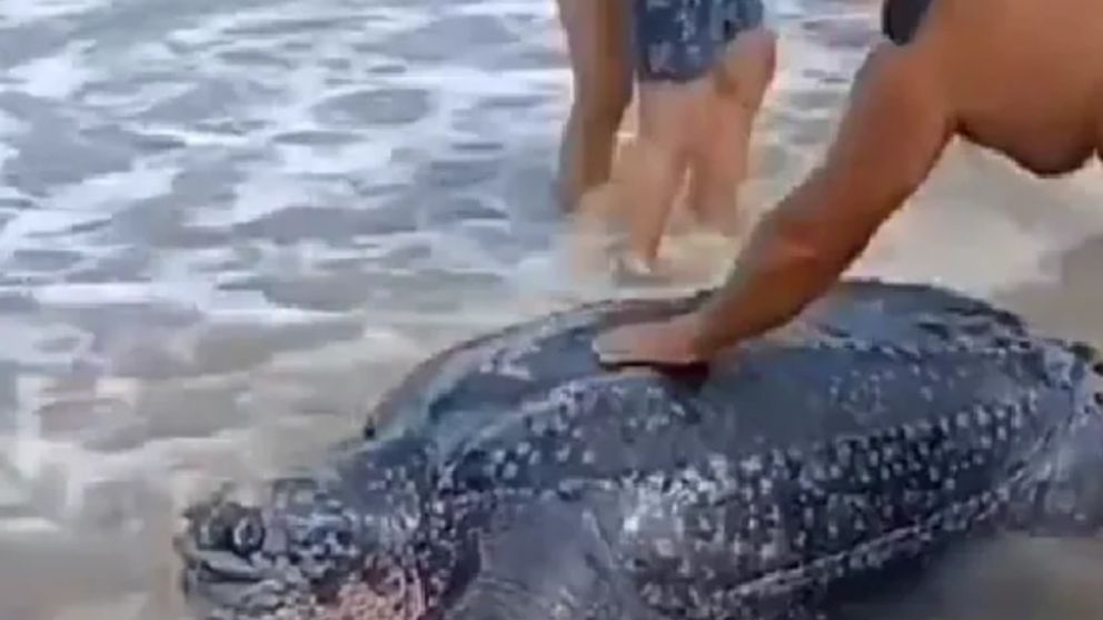 Un grupo de curiosos se aceró a la tortuga para tocarla y sacarse fotos.