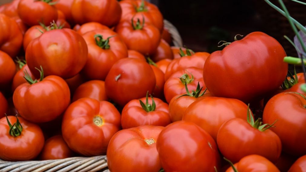 El tomate es una fruta esencial para todo tipo de comidas (Imagen ilustrativa).