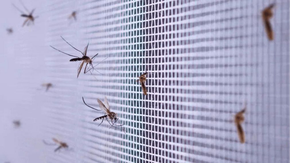 Chau mosquitos: así los ahuyentás de tu hogar con 10 trucos caseros muy sencillos.