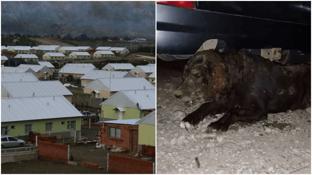 Una perra fue enterrada viva en Bariloche y murió.