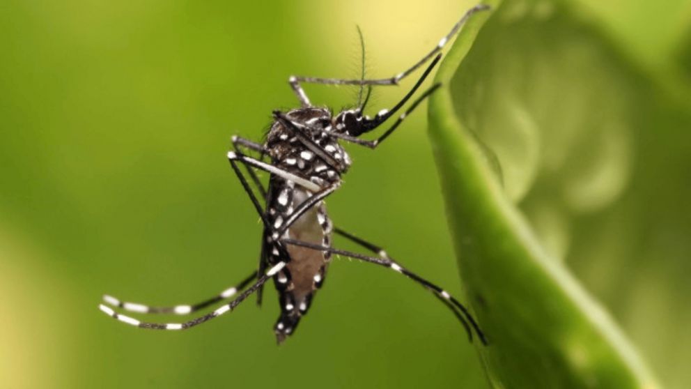 Se confirmó el primer caso autóctono de dengue en Santa Fe.