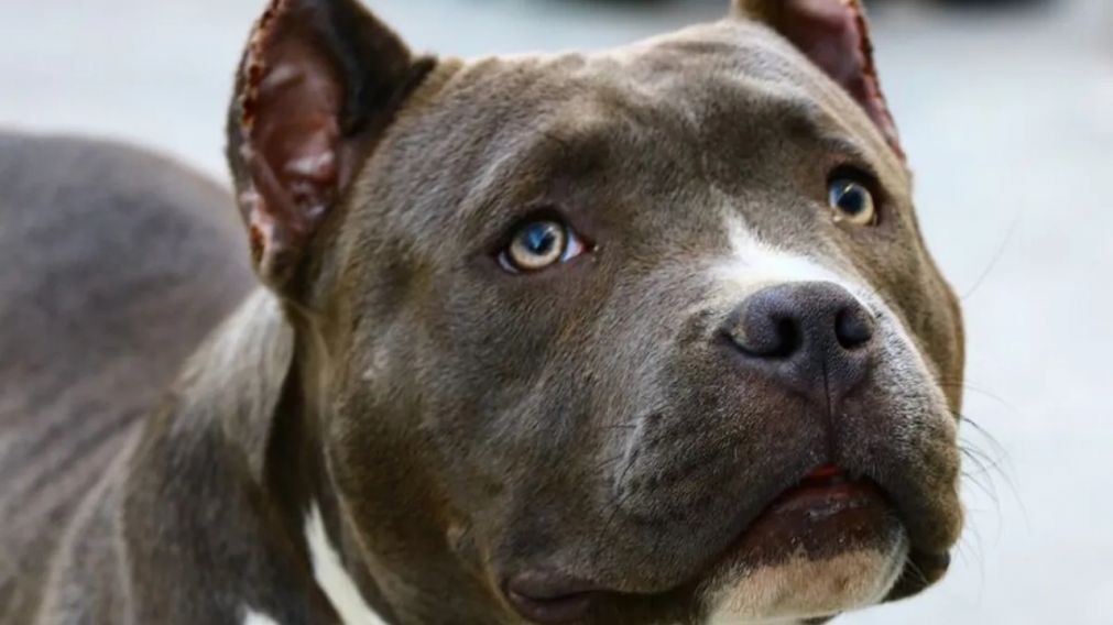 Increíble video de un pitbull arrastrando una carga de 2.900 kilos.