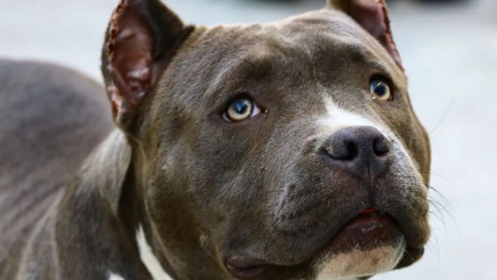 Increíble video de un pitbull arrastrando una carga de 2.900 kilos.