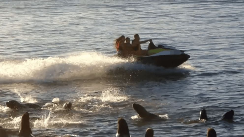 Realizó maniobras peligrosas con su moto de agua cerca de lobos marinos.