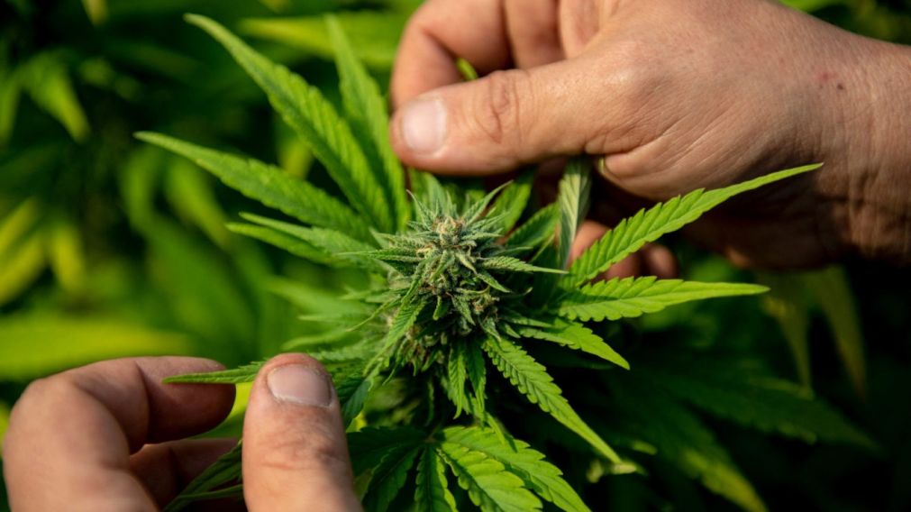 Los investigadores no encontraron relación entre el diagnóstico de dependencia del cannabis y la función cerebral de la memoria.