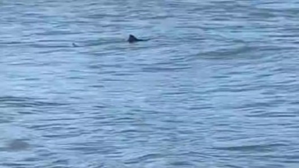 Un cazón navegó por una playa de Mar del Plata (Captura de video).