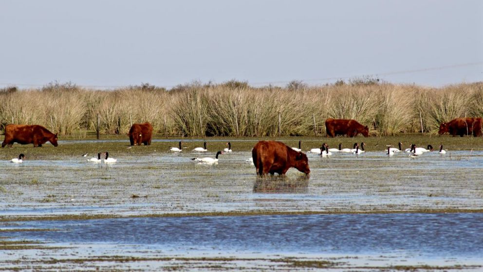 Los humedales son importantes para la vida animal (Imagen ilustrativa).