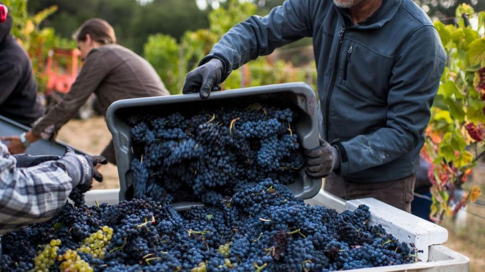 Argentina es un gran productor vitivin�cola (Imagen ilustrativa).