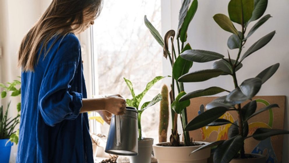 Estas son las plantas de interior m�s elegidas.