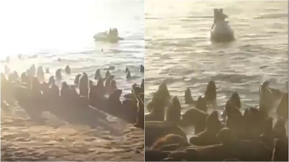 Así asustaron a lobos marinos en Mar del Plata.