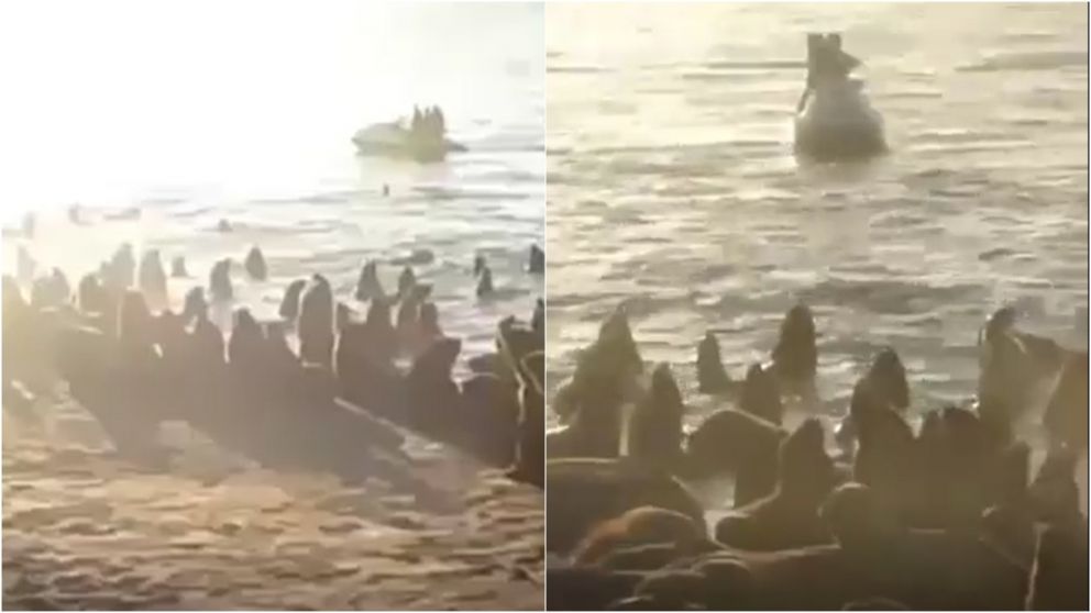 Así asustaron a lobos marinos en Mar del Plata.