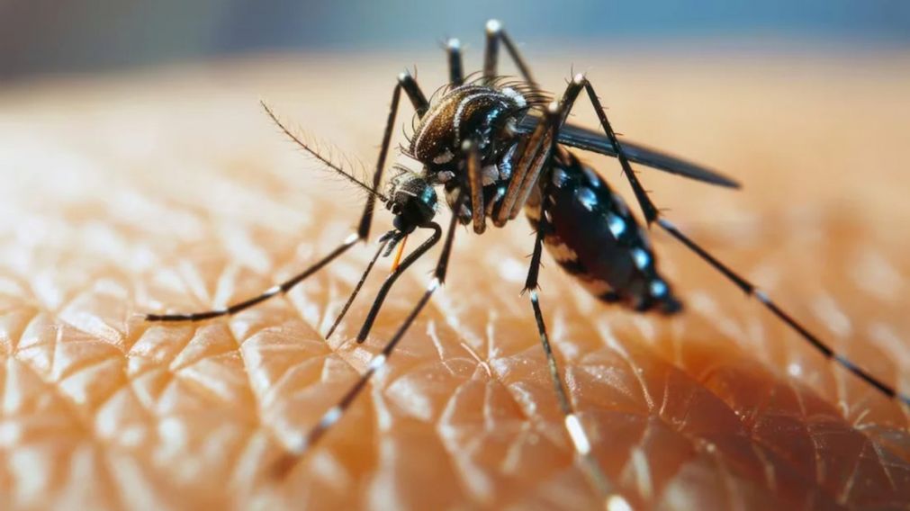 Los especialistas indicaron que habrá un aumento de casos de dengue (Imagen ilustrativa).