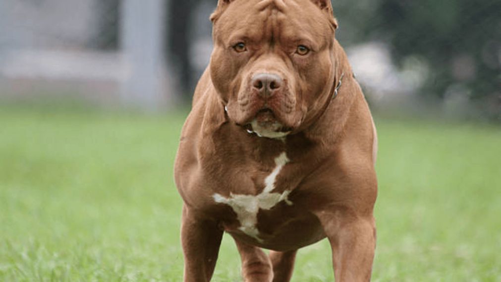 Un perro raza pitbull atacó a un caniche y tuvo que intervenir la policía.