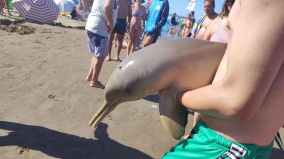 Indignación en Mar del Tuyú por la muerte del pequeño delfín (La Capital).