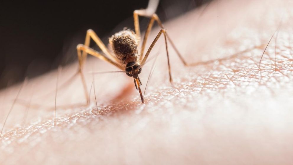 ¿Por qué hay menos mosquitos este verano?