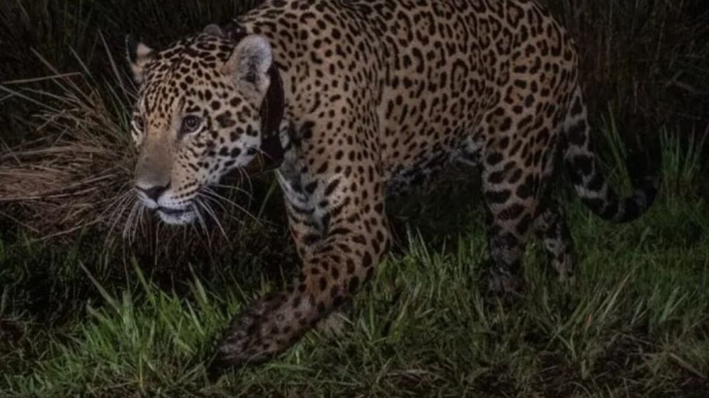 Takajay ya tiene nuevo hogar en el Parque Nacional Iber� (NA).