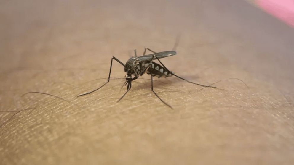 Anmat advirtió sobre el uso de protector solar y repelente de mosquitos para combatir al dengue.