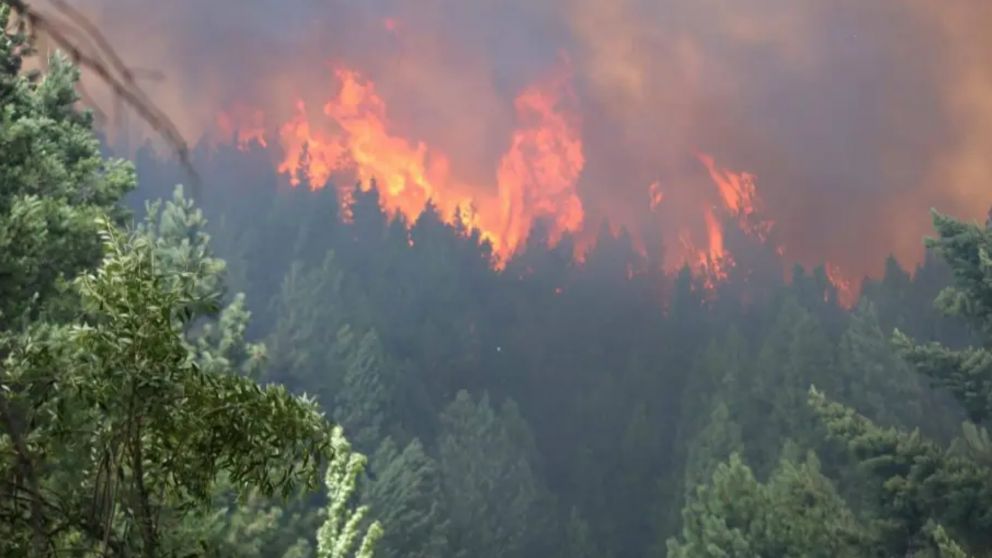 Las llamas arrasaron con 2.000 hectáreas de bosques.