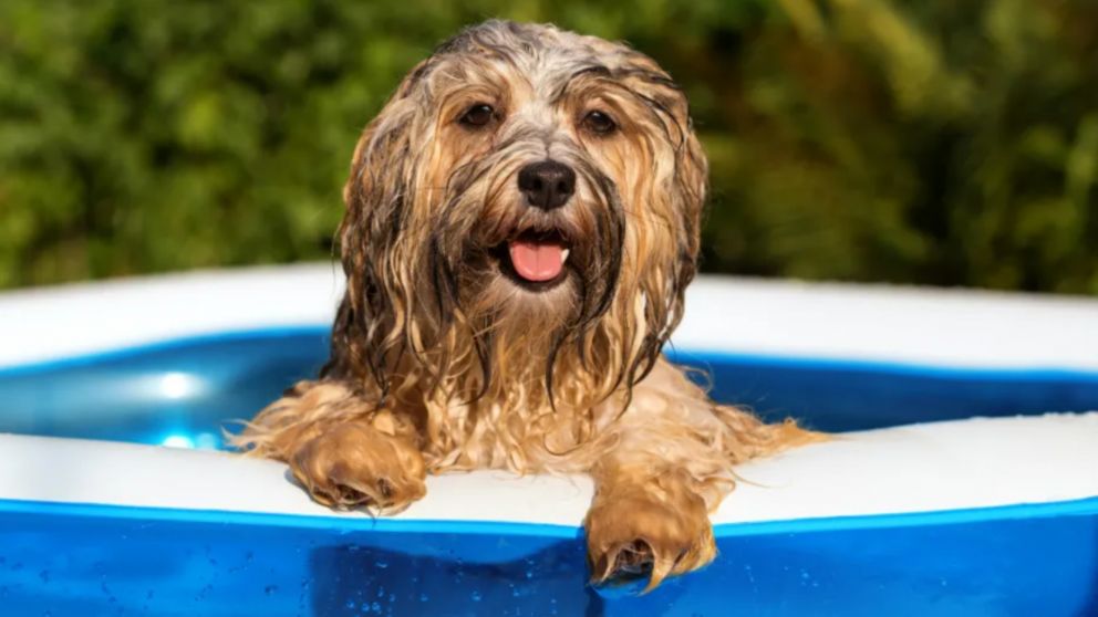 Ola de calor: cómo cuidar a las mascotas