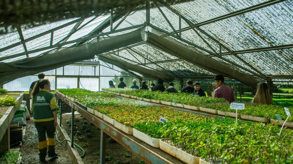 Esta planta es perfecta para el verano y para combatir la ola de calor