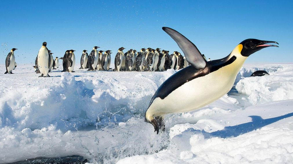 El origen del pingüino data de Nueva Zelanda (Imagen ilustrativa).
