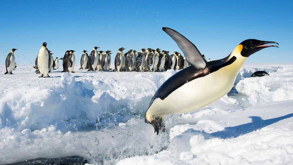 El origen del pingüino data de Nueva Zelanda (Imagen ilustrativa).