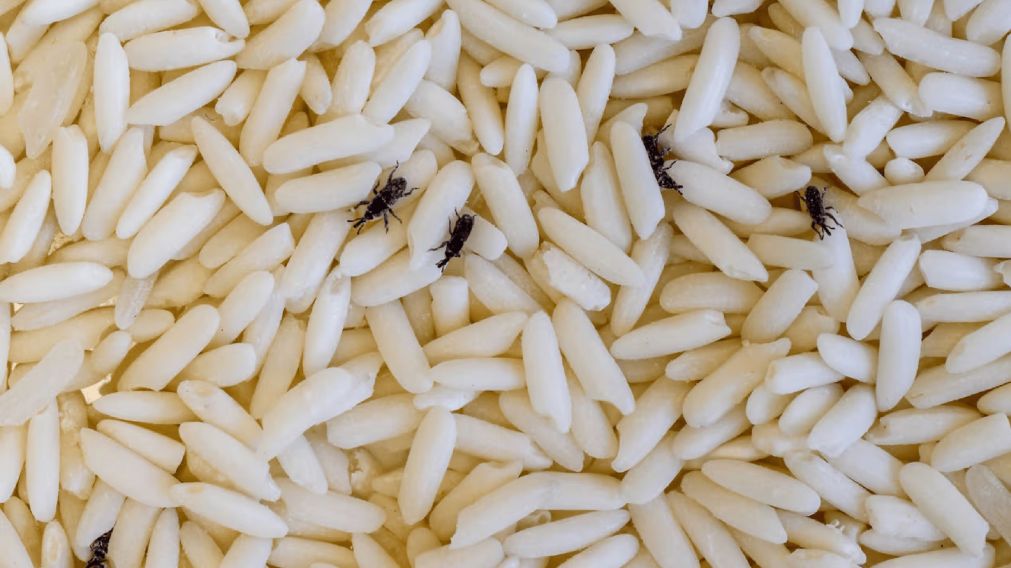Ni en frascos ni en bolsas: cómo guardar alimentos para evitar los gorgojos