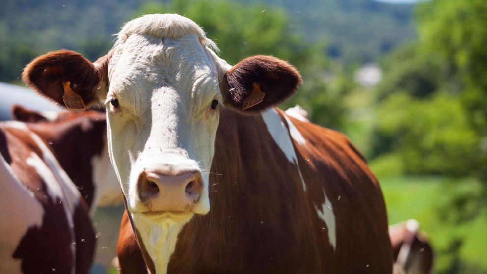 Horror: murió pateado por una vaca, a la cual pretendía violar (Freepik).