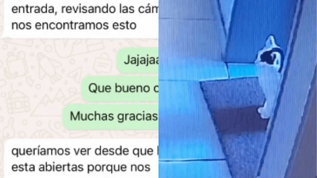 La secuencia llamó la atención del personal del edificio, pero luego se encontraron con una escena que hizo explotar los comentarios (Captura X).