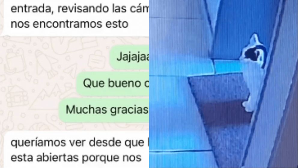 La secuencia llamó la atención del personal del edificio, pero luego se encontraron con una escena que hizo explotar los comentarios (Captura X).