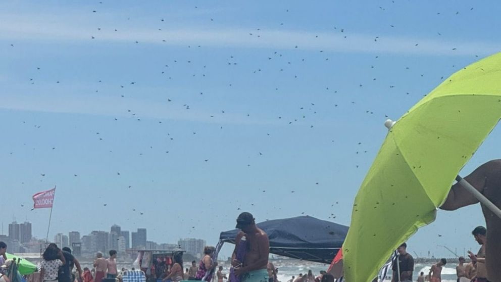 El enjambre de abejas aterrorizó a algunos turistas que decidieron abandonar la playa.