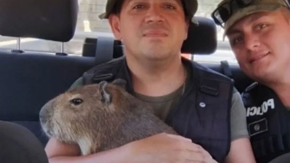 El carpincho fue rescatado de una casa en Corrientes (Policía Rural).