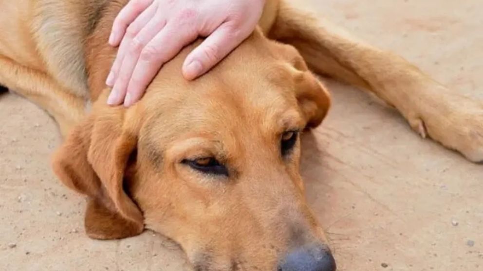 Tres mascotas que habrían sido envenenadas lograron ser salvadas.