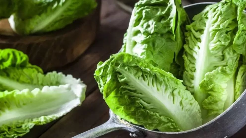 La humedad puede acelerar el deterioro de la lechuga.