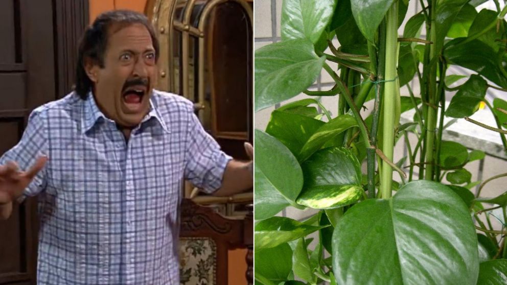 Fue a regar una planta y quedó en shock: "¿Qué es esta monstruosidad?"