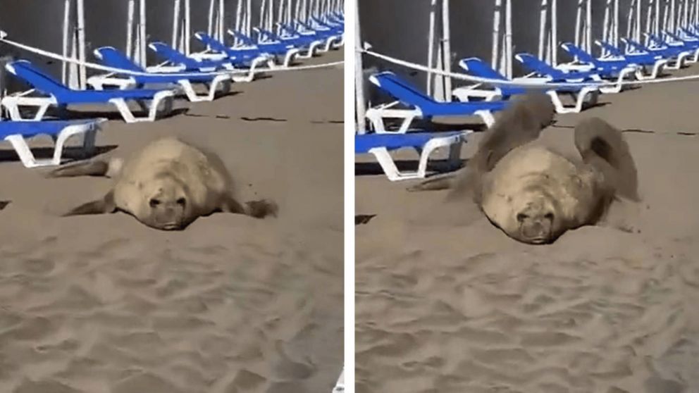 �VIDEO! Se gan� al p�blico a puro aplauso: as� elefante marino sorprendi� a todos en las carpas de la playa en Mar del Plata